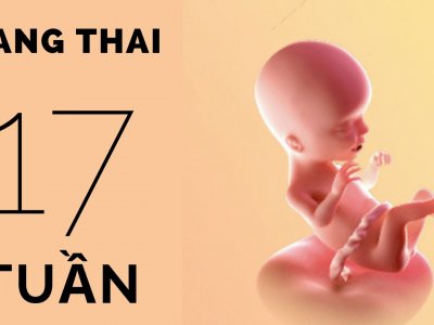 Mang thai 17 tuần