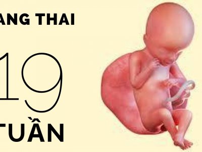 Thai 19 tuần