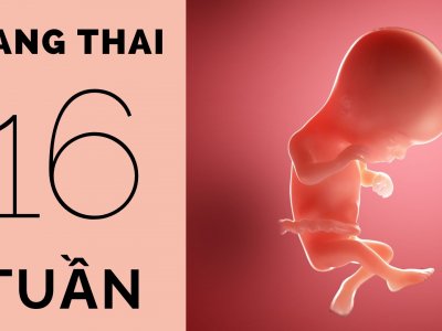 thai 16 tuần