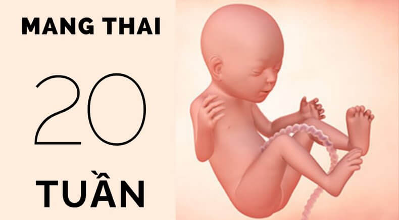 Thai 20 tuần tuổi