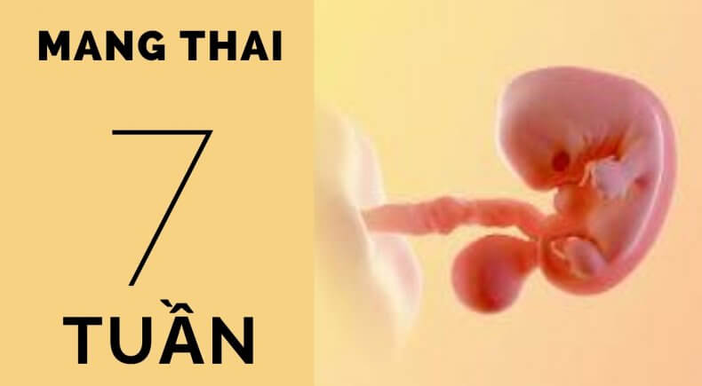 Thai 7 tuần tuổi