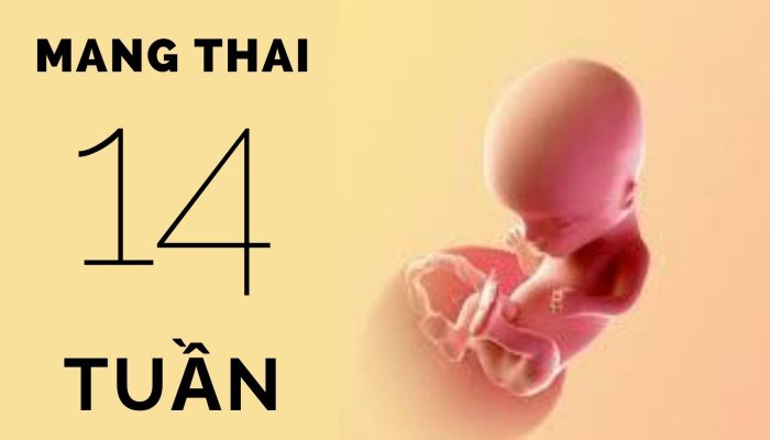 Thai 14 tuần