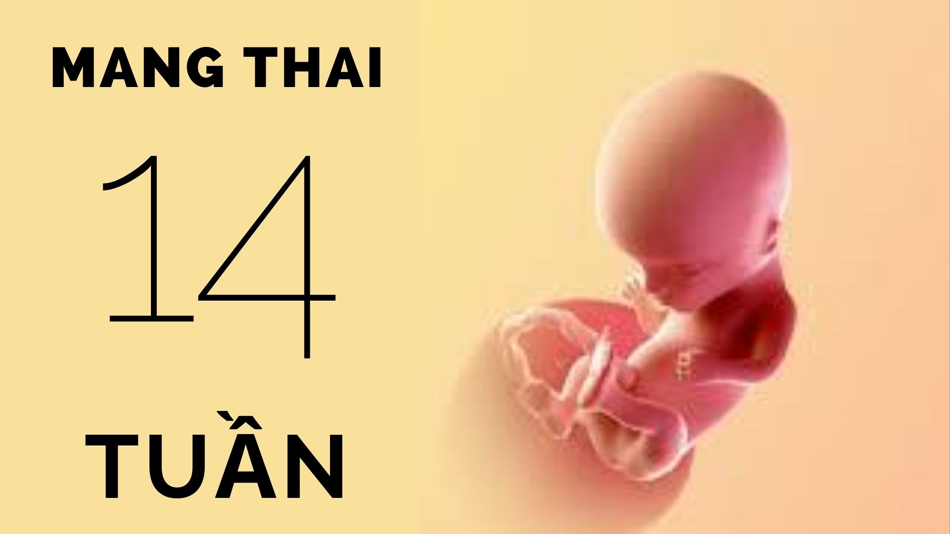 Thai 14 tuần