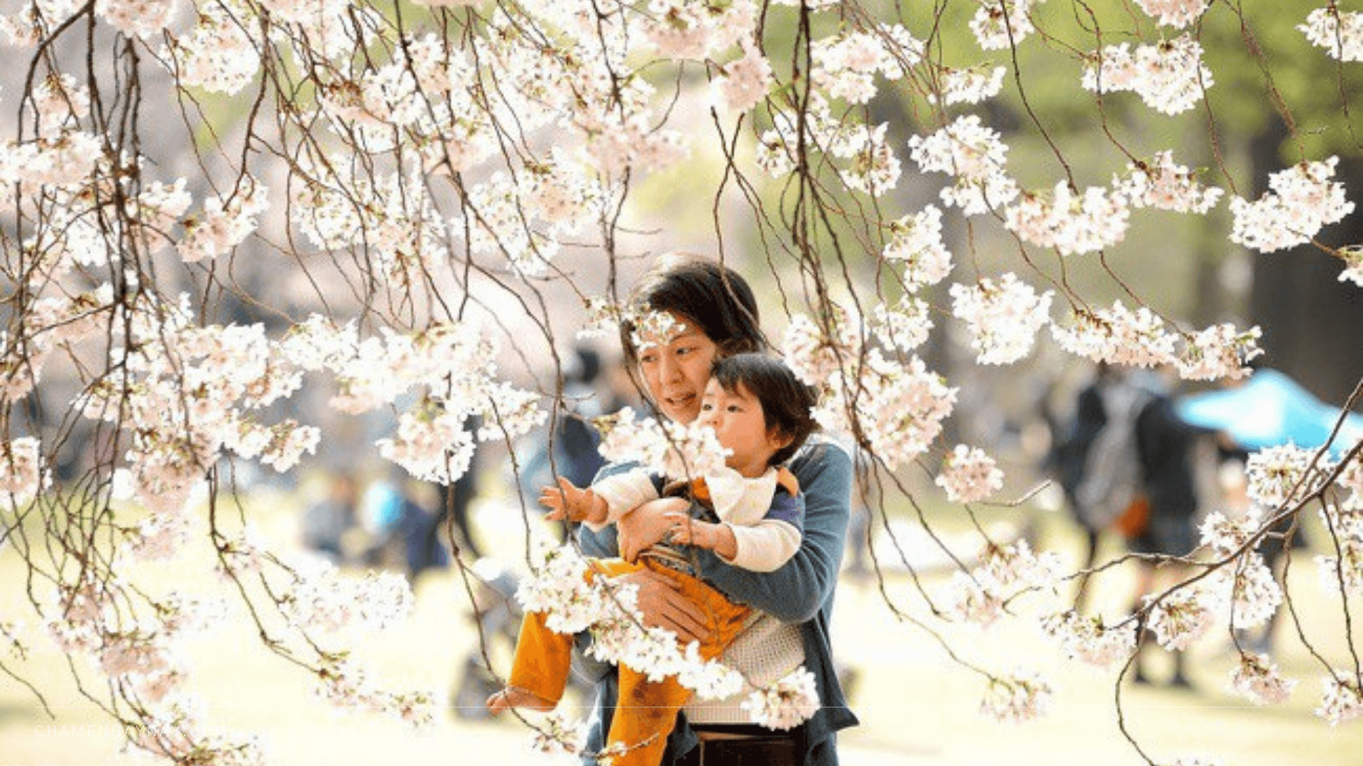 Cha mẹ Nhật