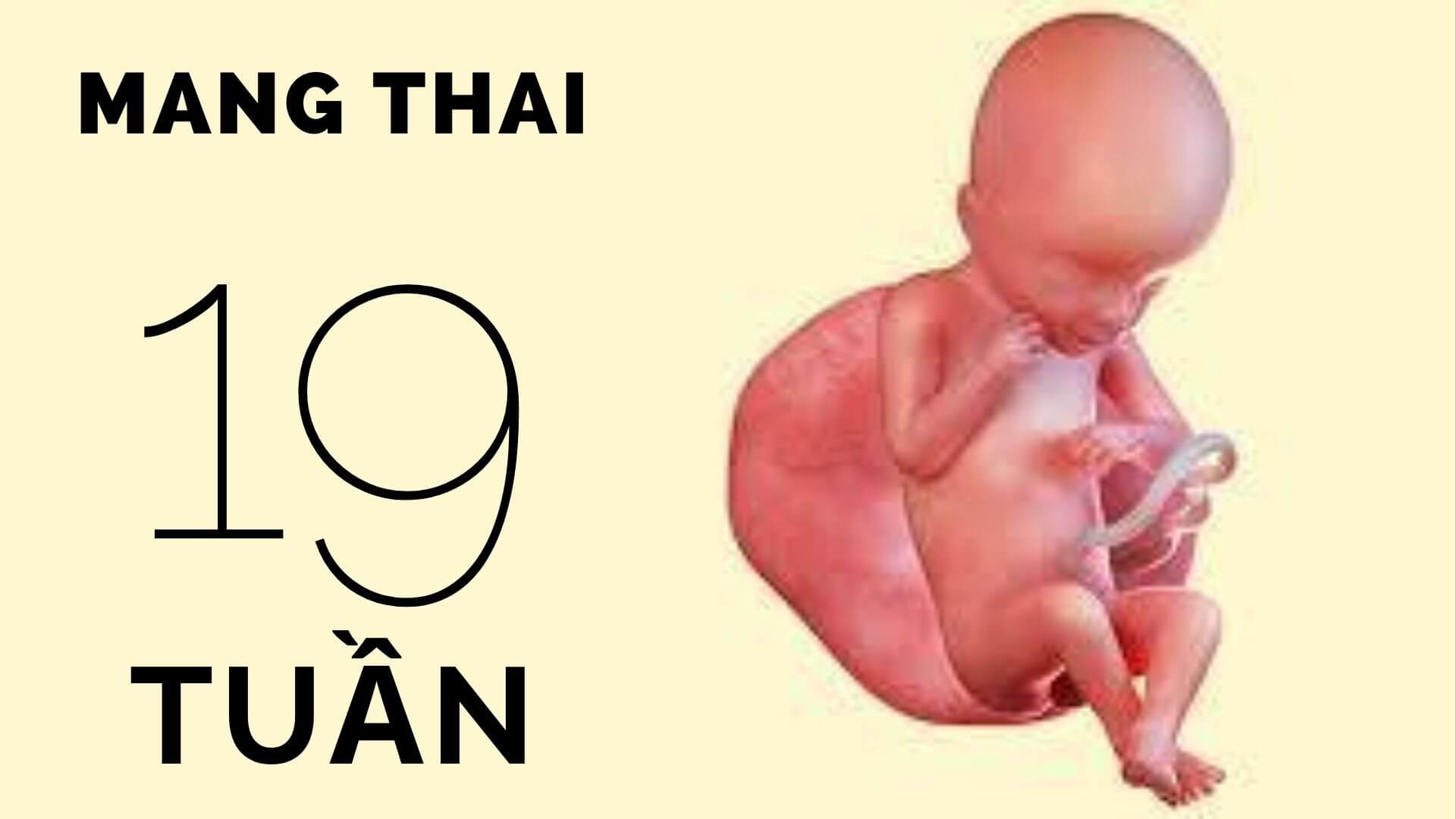 Thai 19 tuần