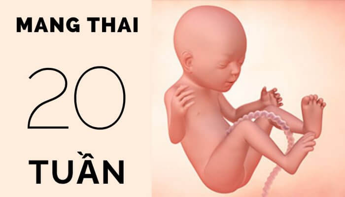 Thai 20 tuần tuổi
